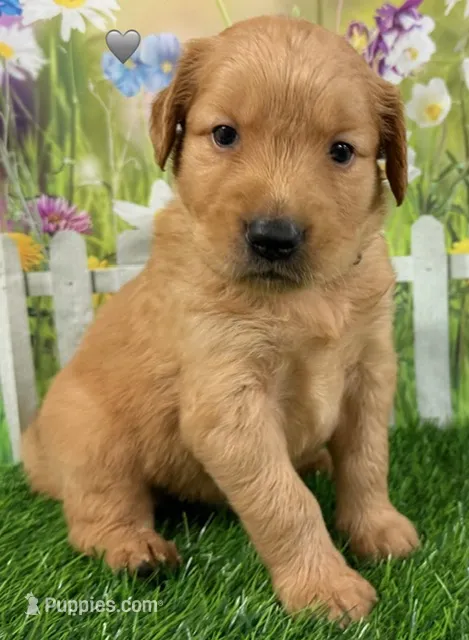 Genetically Clear NG – Golden Retriever puppy for sale in Tahlequah, OK