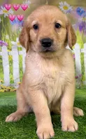 T Pink, a female Golden Retriever for sale in Tahlequah, OK – 5 of 6