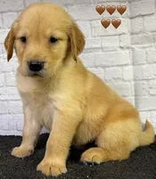 T Tan, a male Golden Retriever for sale in Tahlequah, OK – 3 of 8