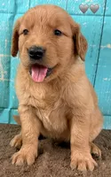 Gray Male Genetically Clear, a male Golden Retriever for sale in Tahlequah, OK – 6 of 9