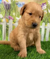 Genetically Clear NG, a male Golden Retriever for sale in Tahlequah, OK – 5 of 9