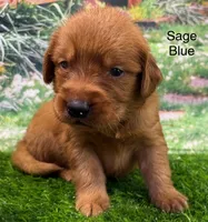Saga Blue, a male Golden Retriever for sale in Tahlequah, OK – 5 of 9