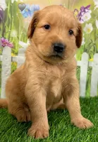 Genetically Clear NG, a male Golden Retriever for sale in Tahlequah, OK – 6 of 9