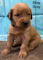 Shay Gray, a male Golden Retriever for sale in Tahlequah, OK – 4 of 8