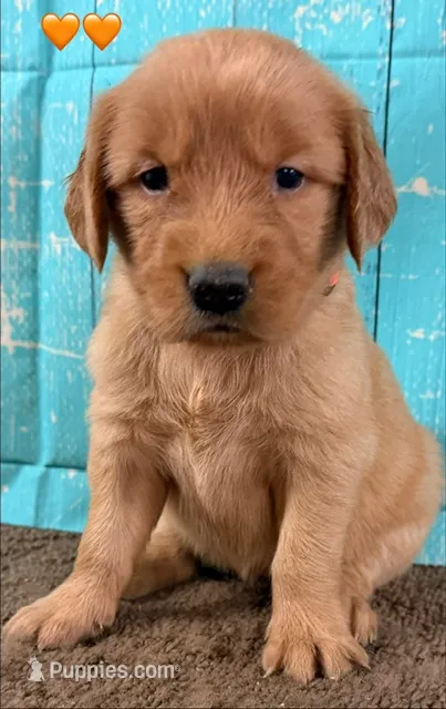 Orange Female Genetically Clear – Golden Retriever puppy for sale in Tahlequah, OK