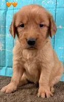 Orange Female Genetically Clear, a female Golden Retriever for sale in Tahlequah, OK – 1 of 8