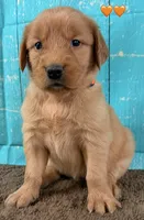 Orange Female Genetically Clear, a female Golden Retriever for sale in Tahlequah, OK – 8 of 8