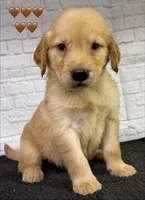 T Tan, a male Golden Retriever for sale in Tahlequah, OK – 5 of 8