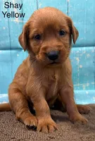 Shay Yellow, a female Golden Retriever for sale in Tahlequah, OK – 3 of 8
