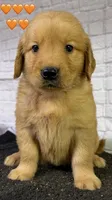 T Orange, a female Golden Retriever for sale in Tahlequah, OK – 5 of 10