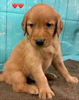 Red Male - Genetically Clear, a male Golden Retriever for sale in Tahlequah, OK – 4 of 9