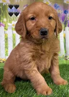 Gypsy Black, a male Golden Retriever for sale in Tahlequah, OK – Photo 2 of 8