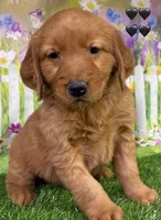 Gypsy Black, a male Golden Retriever for sale in Tahlequah, OK – Photo 3 of 8