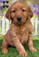 Gypsy Black, a male Golden Retriever for sale in Tahlequah, OK – Photo 1 of 8