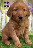 Gypsy Black, a male Golden Retriever for sale in Tahlequah, OK – Photo 4 of 8