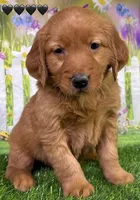 Gypsy Black, a male Golden Retriever for sale in Tahlequah, OK – Photo 5 of 8