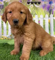 Gypsy Black, a male Golden Retriever for sale in Tahlequah, OK – Photo 8 of 8