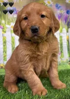 Gypsy Black, a male Golden Retriever for sale in Tahlequah, OK – Photo 6 of 8