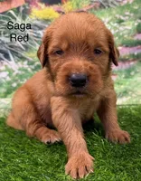 Saga Red, a male Golden Retriever for sale in Tahlequah, OK – 2 of 9