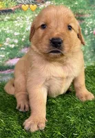 Charm Yellow, a female Golden Retriever for sale in Tahlequah, OK – 3 of 7