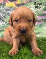 Sage Pink, a female Golden Retriever for sale in Tahlequah, OK – 5 of 9