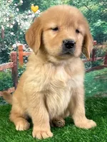 Shasta Yellow, a female Golden Retriever for sale in Tahlequah, OK – Photo 9 of 9