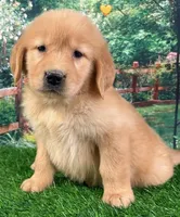 Shasta Yellow, a female Golden Retriever for sale in Tahlequah, OK – Photo 6 of 9