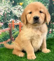 Shasta Yellow, a female Golden Retriever for sale in Tahlequah, OK – Photo 5 of 9