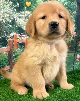 Shasta Yellow, a female Golden Retriever for sale in Tahlequah, OK – Photo 7 of 9