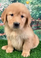 Shasta Yellow, a female Golden Retriever for sale in Tahlequah, OK – Photo 3 of 9