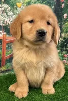 Shasta Yellow, a female Golden Retriever for sale in Tahlequah, OK – Photo 4 of 9