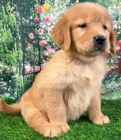 Shasta Yellow, a female Golden Retriever for sale in Tahlequah, OK – Photo 2 of 9
