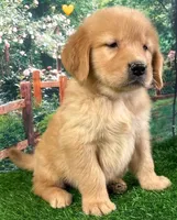 Shasta Yellow, a female Golden Retriever for sale in Tahlequah, OK – Photo 8 of 9