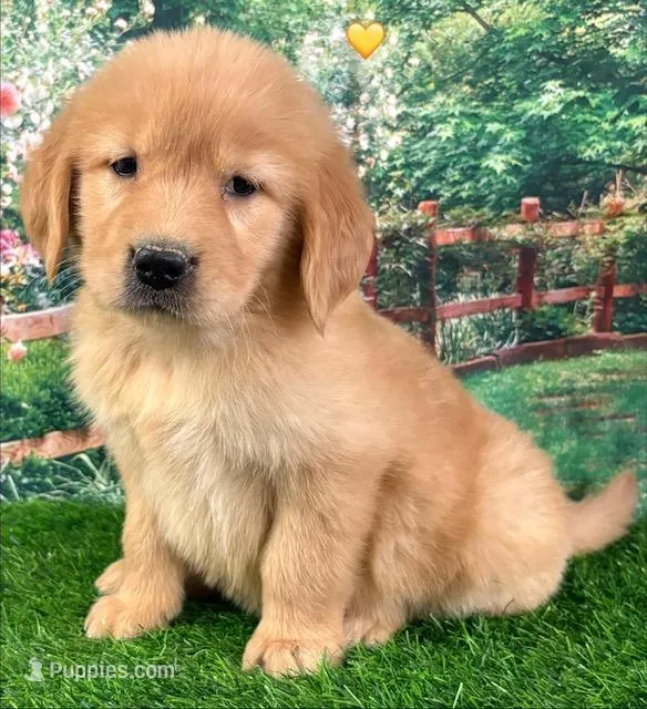 Shasta Yellow – Golden Retriever puppy for sale in Tahlequah, OK