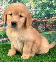 Shasta Yellow, a female Golden Retriever for sale in Tahlequah, OK – Photo 1 of 9
