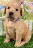 Genetically Clear P, a female Golden Retriever for sale in Tahlequah, OK – 4 of 10