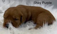 Shay Purple, a female Golden Retriever for sale in Tahlequah, OK – 2 of 8