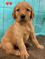 Red Male - Genetically Clear, a male Golden Retriever for sale in Tahlequah, OK – 3 of 9