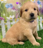 Genetically Clear P, a female Golden Retriever for sale in Tahlequah, OK – 9 of 10