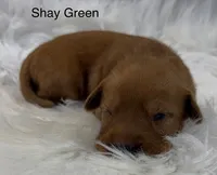 Shay Green, a female Golden Retriever for sale in Tahlequah, OK – 4 of 8
