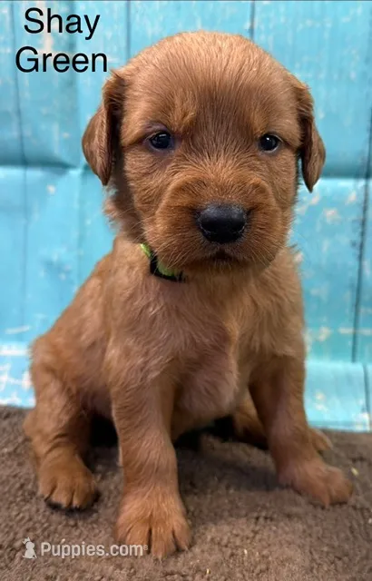 Shay Green – Golden Retriever puppy for sale in Tahlequah, OK
