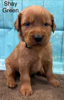 Shay Green, a female Golden Retriever for sale in Tahlequah, OK – 1 of 8