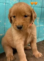 Orange Female Genetically Clear, a female Golden Retriever for sale in Tahlequah, OK – 2 of 8