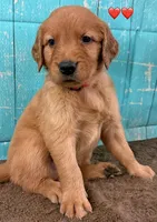 Red Male - Genetically Clear, a male Golden Retriever for sale in Tahlequah, OK – 8 of 9