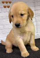 T Tan, a male Golden Retriever for sale in Tahlequah, OK – 4 of 8