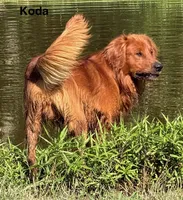 Shay Yellow, a female Golden Retriever for sale in Tahlequah, OK – 8 of 8