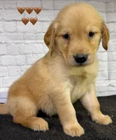 T Tan, a male Golden Retriever for sale in Tahlequah, OK – 8 of 8