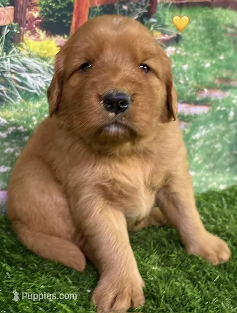 Pynki Yellow – Golden Retriever puppy for sale in Tahlequah, OK