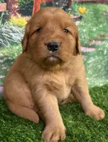 Pynki Yellow, a female Golden Retriever for sale in Tahlequah, OK – 1 of 7