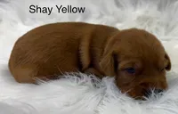 Shay Yellow, a female Golden Retriever for sale in Tahlequah, OK – 3 of 8